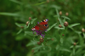 butterfly Peacock eye sits on a meadow cornflower