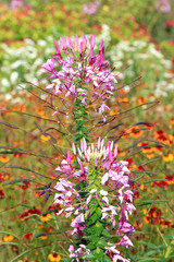 summer riot of flowers