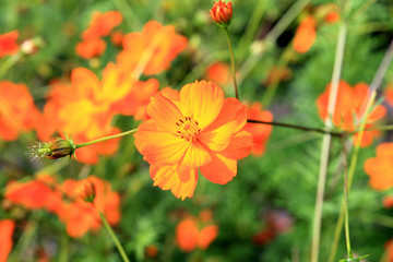 summer riot of flowers