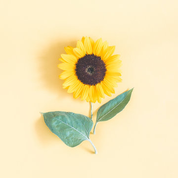 Fototapeta Sunflower on pastel yellow background. Autumn, summer concept. Flat lay, top view, square