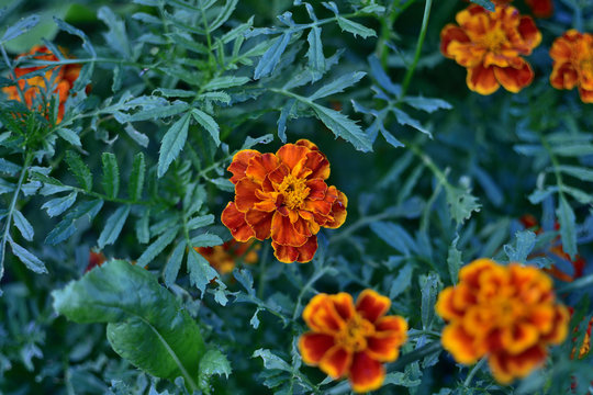 Flowers with leaves Tagettes marigolds on a blurry background
