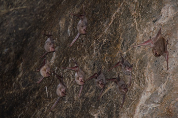 bat is mammal and call 