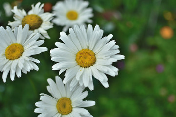 Obraz premium White Camomiles on a blurred background