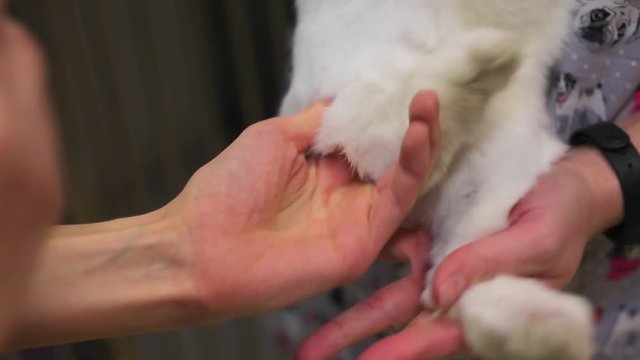 Injection into a fluffy white animal. Analysis of coronavirus in animals. Animal treatment.