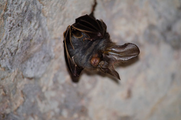 bat is mammal and call 