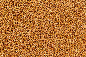 Macro image of buckwheat grain as a natural vegan food background. Top view
