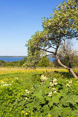 Overgrown vegetable garden