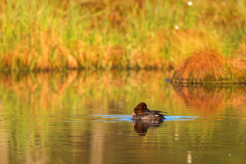 Goldeneye preening