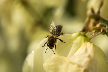 Bee on a flower