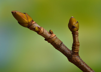 Berg-Ahorn; Knospen; Acer pseudoplatanus