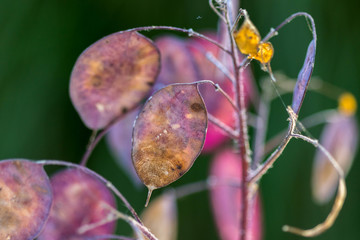 Monnaie du pape/Lunaria annua