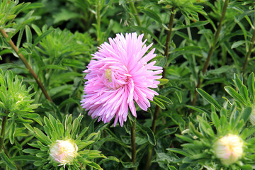 summer riot of flowers