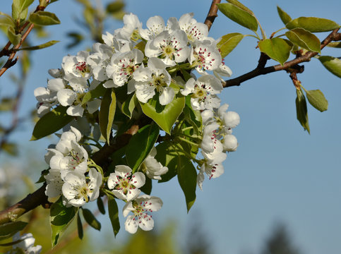 Birnbaum-Bluete; Kultur-Birne;