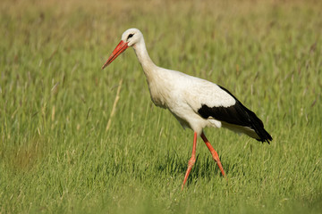 White Stork (Ciconia ciconia) on the lake side in Hungary, Europe. Searching fot the food
