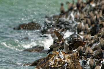 Spotted Shag - Stictocarbo punctatus - parekareka - species of cormorant endemic to New Zealand....