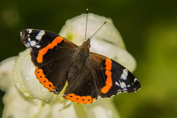 Colorful red admiral butterfly