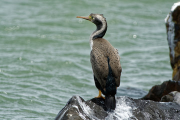 Spotted Shag - Stictocarbo punctatus - parekareka - species of cormorant endemic to New Zealand....