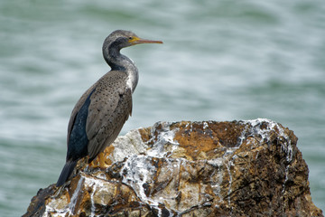 Spotted Shag - Stictocarbo punctatus - parekareka - species of cormorant endemic to New Zealand. Originally classified as Phalacrocorax punctatus