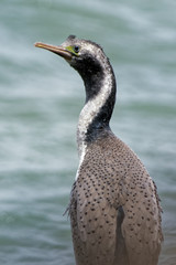 Spotted Shag - Stictocarbo punctatus - parekareka - species of cormorant endemic to New Zealand. Originally classified as Phalacrocorax punctatus
