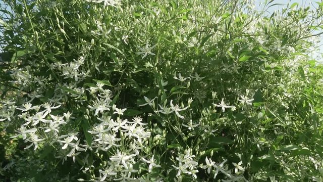 White Clematis blooms in garden stock footage video