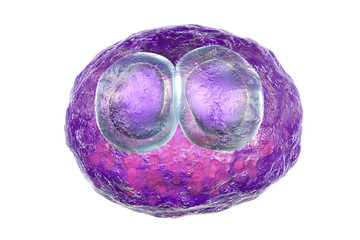 Cytomegalovirus CMV in human cell, owl's eye inclusion in nucleus, multinucleated cell, 3D illustration. It is herpes virus, causes disease in fetus, organ transplant patients, HIV infected people