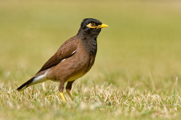 Common Myna - Acridotheres tristis or Indian myna , sometimes spelled mynah,member of the family Sturnidae (starlings and mynas) native to Asia, invasive in Australia