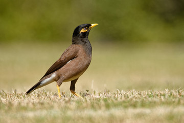Common Myna - Acridotheres tristis or Indian myna , sometimes spelled mynah,member of the family Sturnidae (starlings and mynas) native to Asia, invasive in Australia