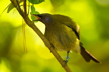 Bellbird - Anthornis melanura - makomako in Maori language, endemic bird - honeyeater from New Zealand in the green forest with lolled-out tongue