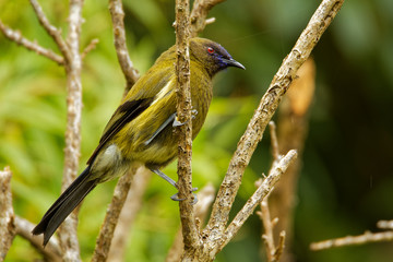 Bellbird - Anthornis melanura - makomako in Maori language, endemic bird - honeyeater from New Zealand in the green forest