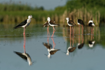Black-winged Stilt - Himantopus himantopus walking in the blue water and feeding