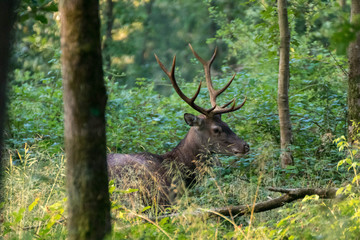 Cerf élaphe 10 cors