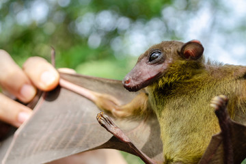 bat is mammal and call 