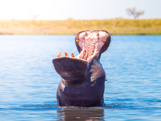African hippopotamus with wide open and scary muzzle in the water. Dangerous hippo in natural...