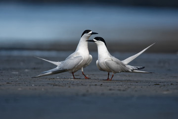 White-fronted Tern - Sterna striata  - tara in Maori language living in New Zealand, flying, hunting, mating