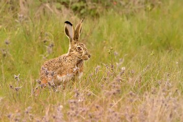 Iberian Hare - Lepus granatensis - The Granada hare, also known as the Iberian hare, is a hare species that can be found on the Iberian Peninsula and on the island of Majorca