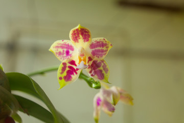Beautiful rare orchid in pot on blurred background