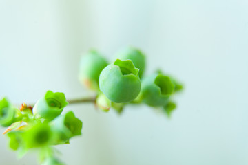 berries of unripe blueberry on a branch in  spring in  garden