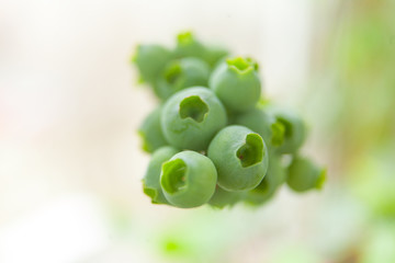 berries of unripe blueberry on a branch in  spring in  garden