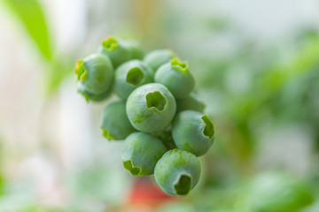 berries of unripe blueberry on a branch in  spring in  garden
