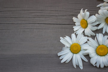 Fototapeta na wymiar White daisies on a wooden background top view. Copy space, close-up.
