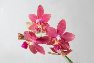 Foto op Canvas Beautiful rare orchid in pot on White  background © solstizia