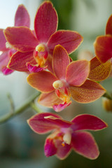 Naklejka na ściany i meble Beautiful rare orchid in pot on blurred background