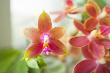 Obraz na płótnie Canvas Beautiful rare orchid in pot on blurred background