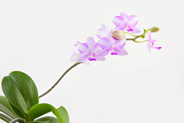Naklejka na ściany i meble Beautiful rare orchid in pot on White background