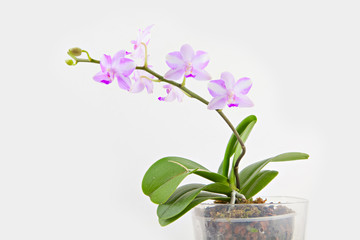 Beautiful rare orchid in pot on White  background