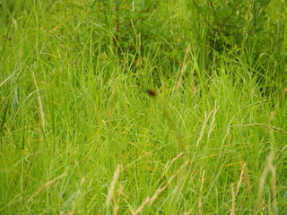 Very green grass