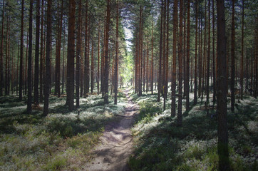 Walking trail through a forest in the morning sun