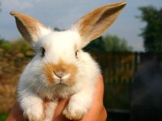 Fototapeta premium A little easter cute rabbit with white fur with red ears and nose looks straight into the camera.