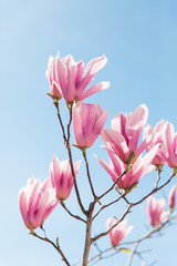 Pink magnolia flowers bloom in spring on blue sky background.