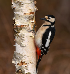 Buntspecht  (Dendrocopos major) sitzt an Birkenstamm